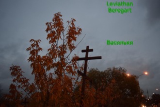 Leviathan Beregart, Васильки