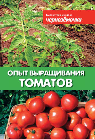 А. Панкратова, Опыт выращивания томатов